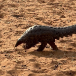 Pangolin
