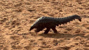 Pangolin