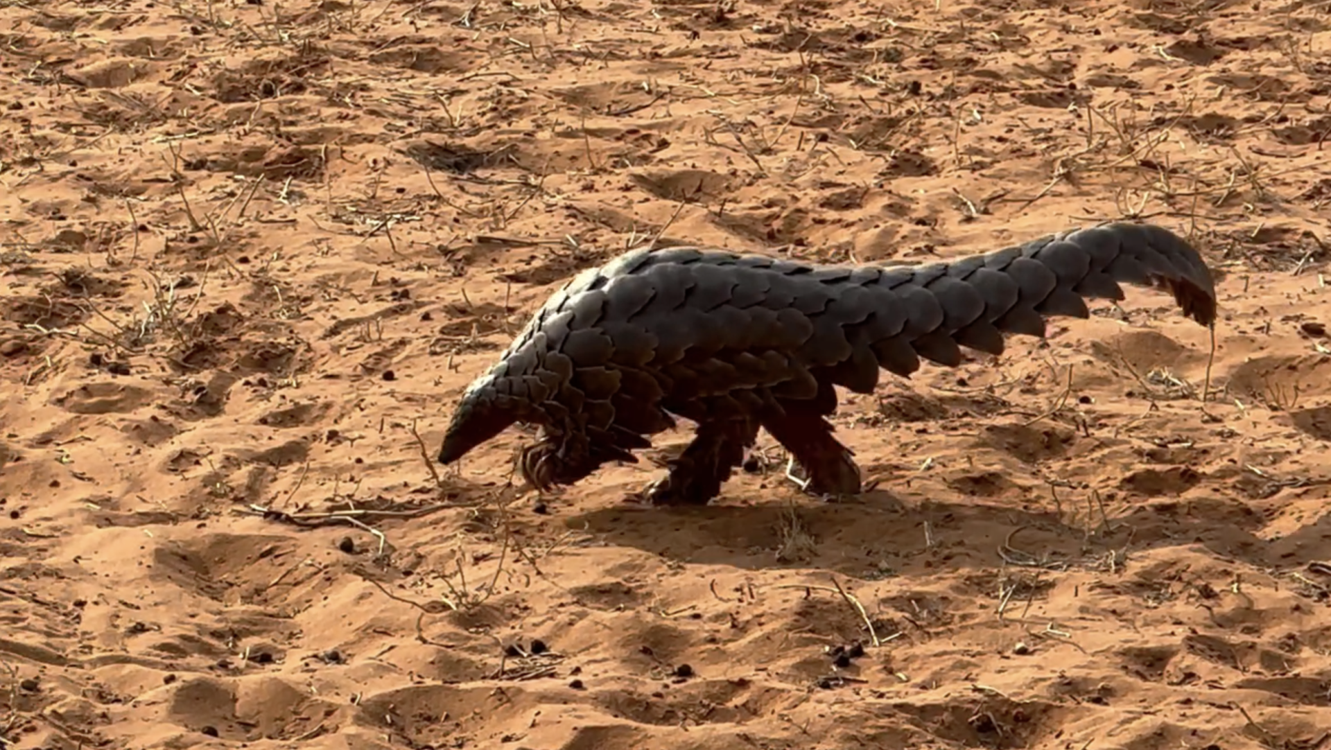 Pangolin