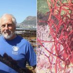 South African Seaweed