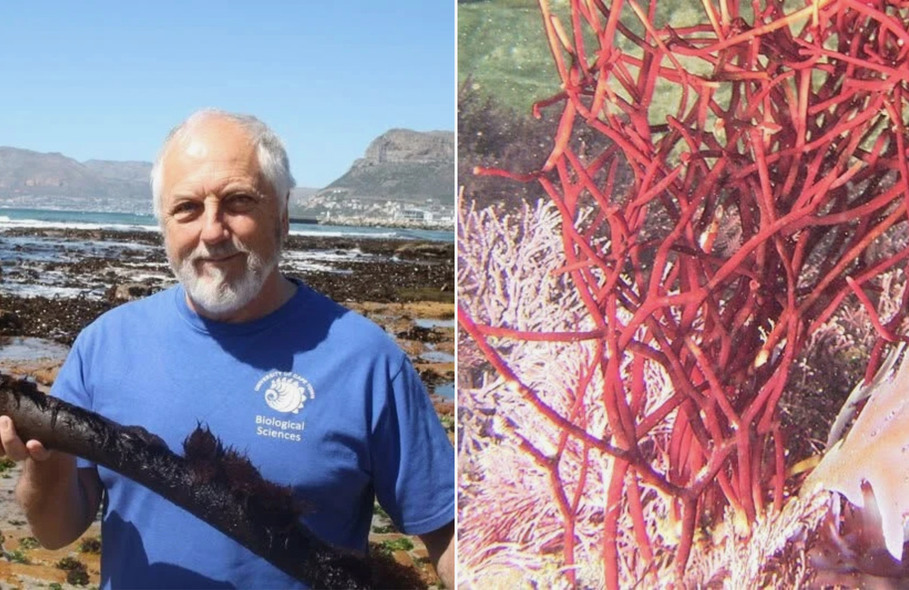 South African Seaweed