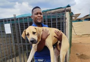 Soshanguve Animal Shelter