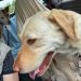 Community Honours Slain Pup, Vows Unity After Tragic Shooting