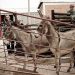 Donkeys
