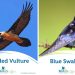 Bird of the Year