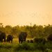 Poaching Expedition in Kruger Takes an Unexpected Turn Thanks to a Herd of Elephants