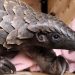 Pangolin