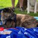 Therapy Dogs