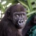Bili The Gorilla | Bili’s Journey: How Africa Came Together for One Little Gorilla