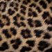 Leopards