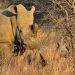 Dinokeng