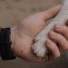 Midrand SPCA
