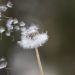 Rewonderment