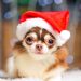 Santa Cause for Paws