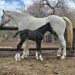 in vitro foals South Africa