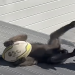Baboons Play rugby