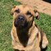 Basson Rescue